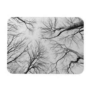 Thiepval木のLeafless木 マグネット