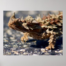 Thorny Devil Lizard Outbackオーストラリア、最大24x18