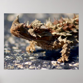 Thorny Devil Lizard Outbackオーストラリア、最大24x18 ポスター