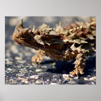 Thorny Devil Lizard Outbackオーストラリア、最大24x18 ポスター
