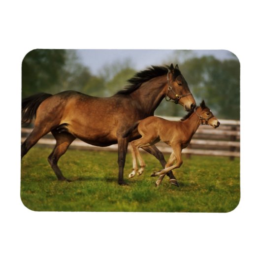 Thoroughbred Chestnut Mare & Foal マグネット (横)