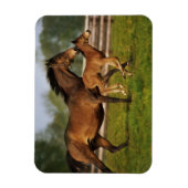 Thoroughbred Chestnut Mare & Foal マグネット (縦)