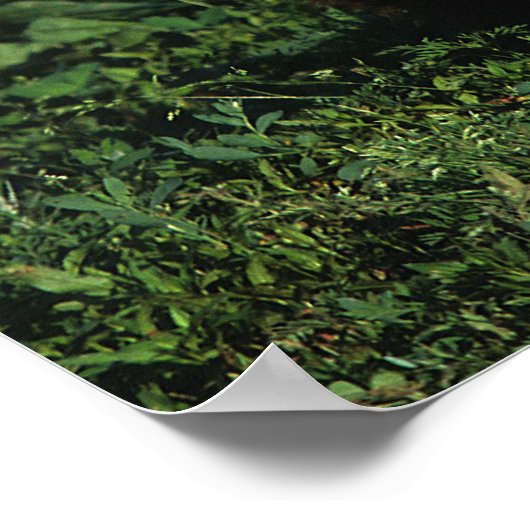 Thoroughbred Foal Lying Down ポスター (角)