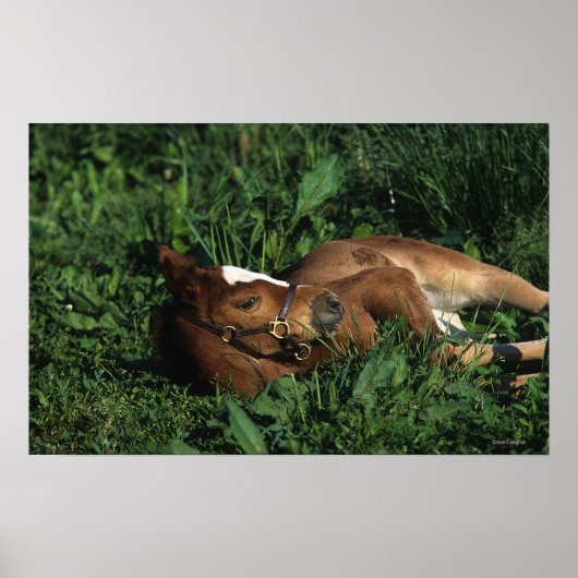 Thoroughbred Foal Lying Down ポスター (正面)