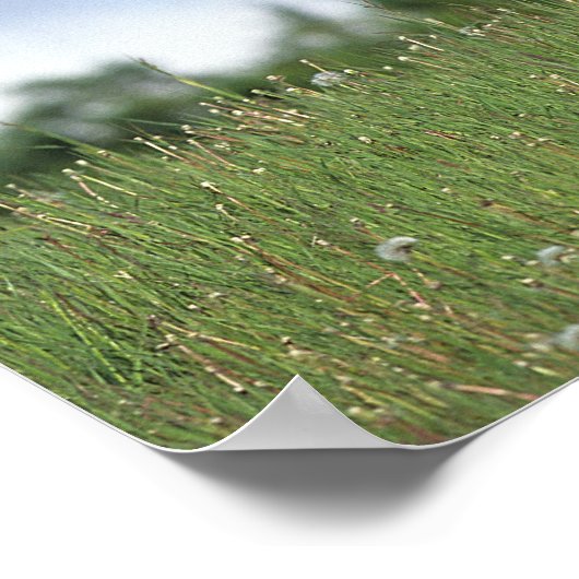 Thoroughbred Foal Standing in the Grass ポスター (角)