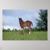 Thoroughbred Foal Standing in the Grass ポスター (正面)