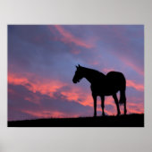 Thoroughbred Horse Silhouetted at Sunrise ポスター (正面)