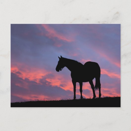 Thoroughbred Horse Silhouetted at Sunrise ポストカード (正面)