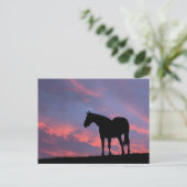 Thoroughbred Horse Silhouetted at Sunrise ポストカード (スタンド正面)