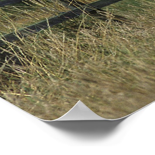 Thoroughbred Horse Standing by Fence ポスター (角)