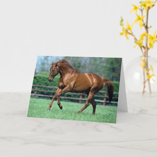 Thoroughbred Stallion, Ireland カード (黄色い花)