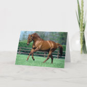 Thoroughbred Stallion, Ireland カード (正面)