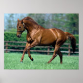 Thoroughbred Stallion, Ireland ポスター (正面)
