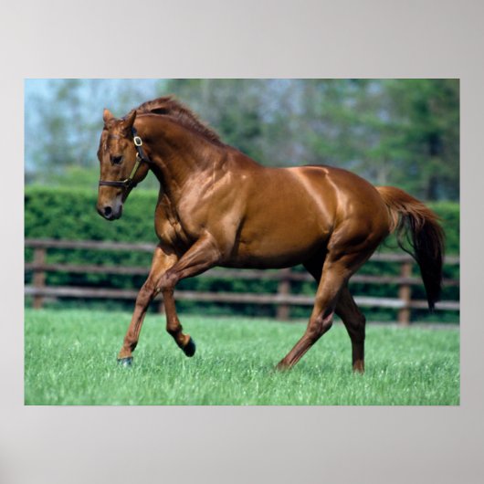Thoroughbred Stallion, Ireland ポスター (正面)
