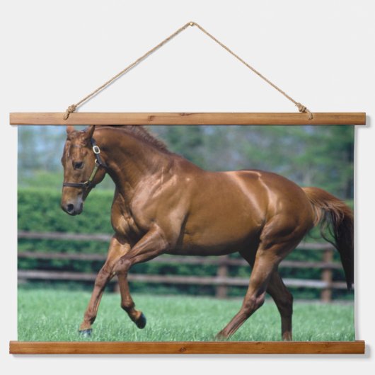 Thoroughbred Stallion, Ireland 吊り下げ型タペストリー (正面)