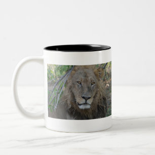 Thoughtful Old Lion、ボツワナ.JPG ツートーンマグカップ