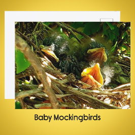 Three Baby Mockingbirds in the Nest Wildlife Photo ポストカード
