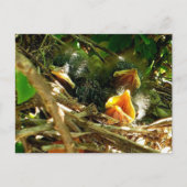 Three Baby Mockingbirds in the Nest Wildlife Photo ポストカード (正面)