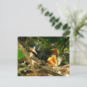 Three Baby Mockingbirds in the Nest Wildlife Photo ポストカード (スタンド正面)