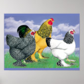 Three Brahmas ポスター (正面)