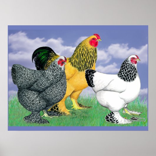 Three Brahmas ポスター (正面)