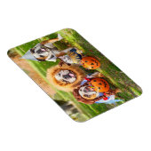 Three Bulldogs in Costumes マグネット (右側)