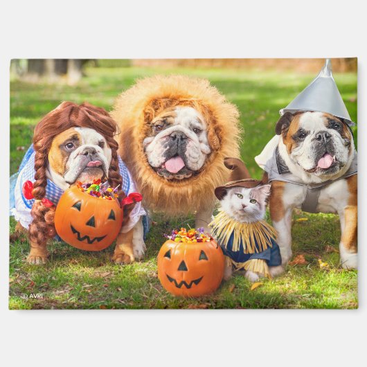 Three Bulldogs in Costumes マグネット (正面)
