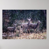 Three Deer in Snow - Sierra Nevadas ポスター (正面)