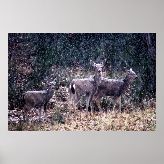 Three Deer in Snow - Sierra Nevadas ポスター (正面)