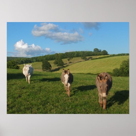 Three Donkeys in a Field Photograph ポスター (正面)