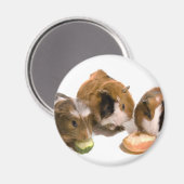 three guinea pigs who eat, マグネット (正面/裏面)