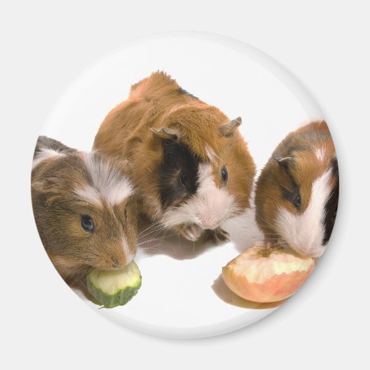 three guinea pigs who eat, マグネット (正面)