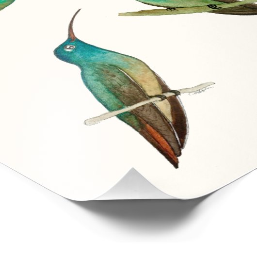 Three Hummingbirds  フォトプリント (角)