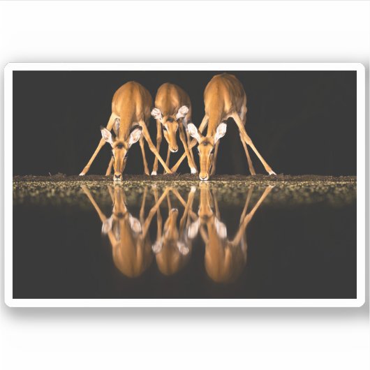 Three Impala Drink Together at Night シール (正面)