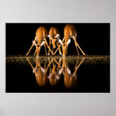 Three Impala Drink Together at Night ポスター (正面)