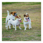 Three Jack Russell Terriers Playing ポスター (正面)