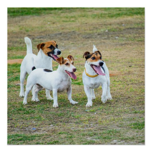 Three Jack Russell Terriers Playing ポスター (正面)