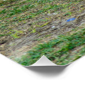 Three Jack Russell Terriers Playing ポスター (コーナー)