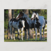 Three Paint Horses Standing Together ポストカード (正面)