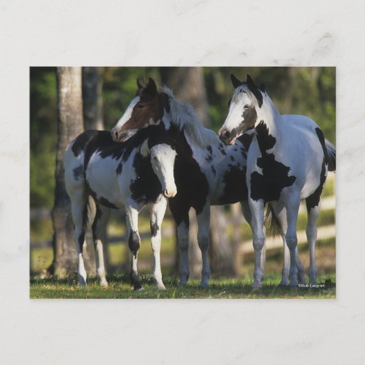 Three Paint Horses Standing Together ポストカード (正面)