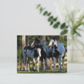 Three Paint Horses Standing Together ポストカード (スタンド正面)