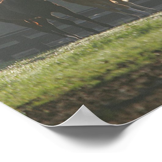 Three Quarter Horses Standing in the Mist ポスター (角)