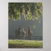 Three Quarter Horses Standing in the Mist ポスター (正面)