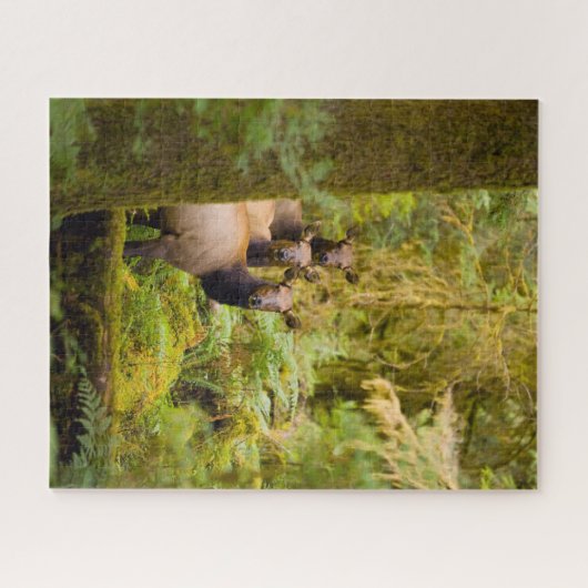 Three Roosevelt Elk Cows Looking At View ジグソーパズル (横)
