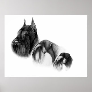 Three sizes of schnauzers POSTER ポスター