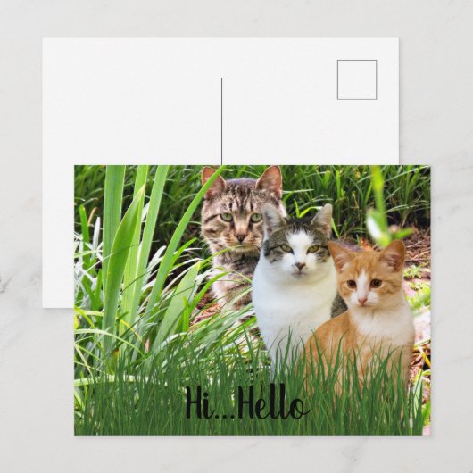 Three Tabby Cats in Garden "Hi Hello" ポストカード (正面/裏面)