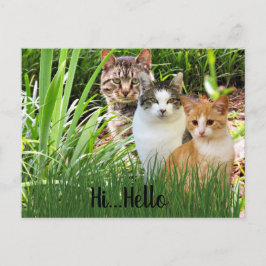 Three Tabby Cats in Garden "Hi Hello" ポストカード