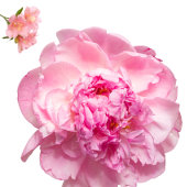 Throw Pillow クッション