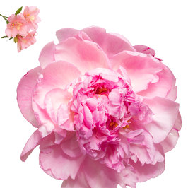 Throw Pillow クッション