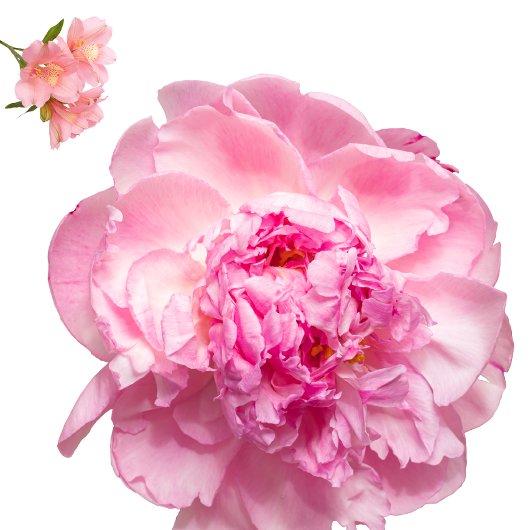 Throw Pillow クッション